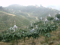 PRIMER CUESTIONARIO EN AGROPECUARIA